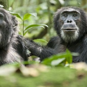 "Chimpanzee photo 16"