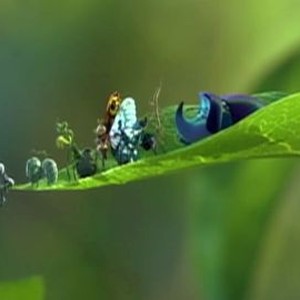 A Bug's Life photo 2