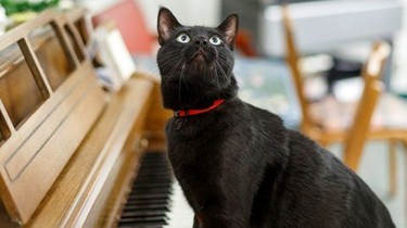 My cat from hell season 9 episode 3 outlet