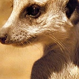 The Meerkats (2008) photo 8