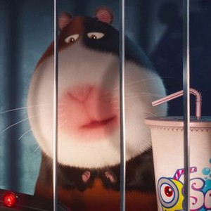 The Secret Life of Pets: 3 Mini-Movie Collection - Rotten Tomatoes