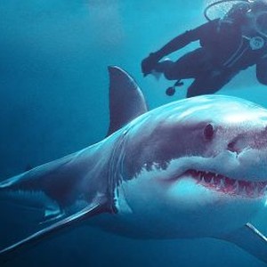 Playing With Sharks - Rotten Tomatoes