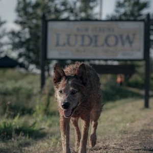 Pet Sematary: Bloodlines - Rotten Tomatoes