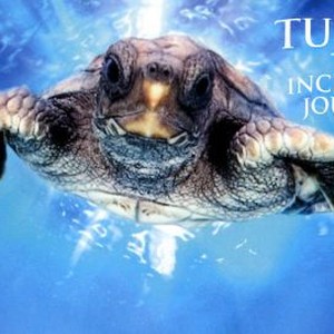 Turtle: The Incredible Journey photo 10