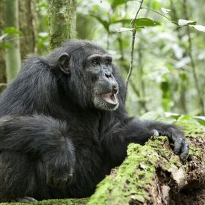"Chimpanzee photo 15"