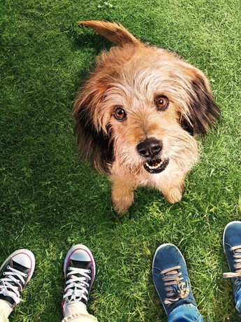 Benji 2018 Breed Of Benji Benji Movie Dog Breed Dog Breeds Benji