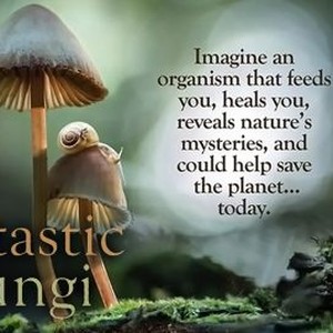 Fantastic Fungi photo 13