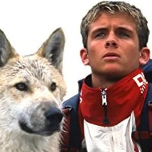 "Silver Wolf photo 8"