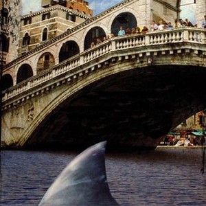 Sharks in Venice photo 7