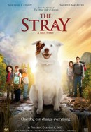 The Stray poster image