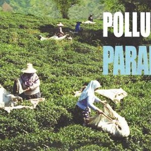 Polluting Paradise photo 14