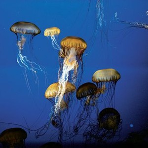The Living Sea (1995) photo 6