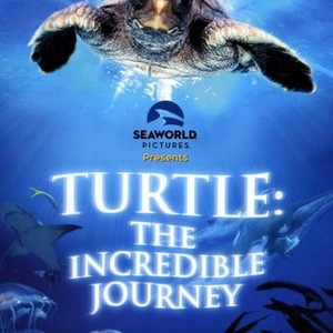 Turtle: The Incredible Journey photo 8