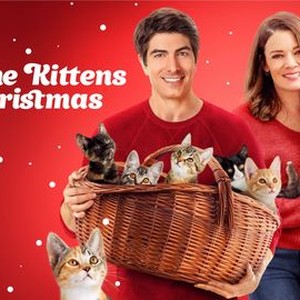 Kittens for hot sale christmas 2018