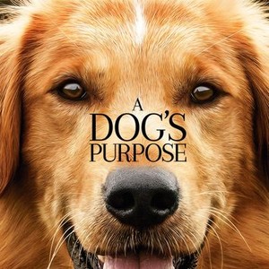 A Dog's Purpose photo 12