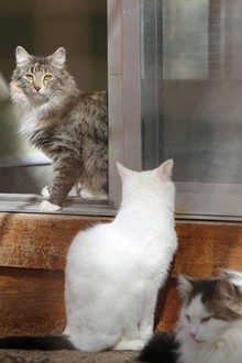 My Cat From Hell Season 9 Episode 12 Rotten Tomatoes