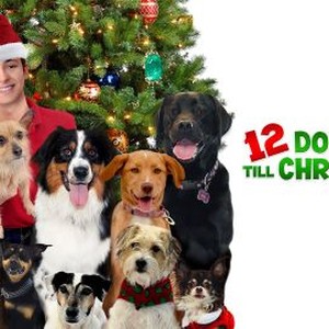 12 Dog Days Till Christmas photo 8