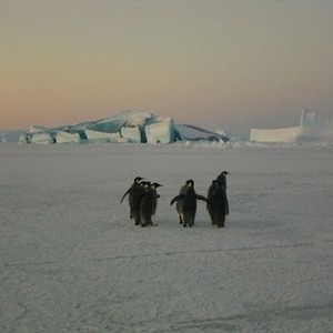 March of the Penguins photo 6