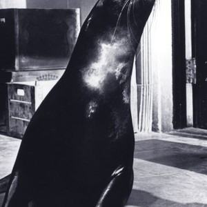 Sammy the Way Out Seal (1962) photo 12