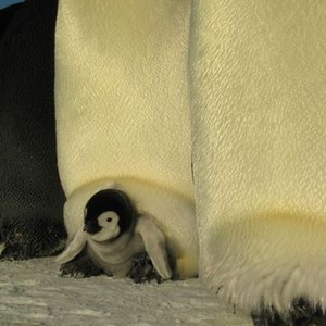 March of the Penguins photo 18