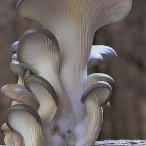 Fantastic Fungi (2019) photo 6