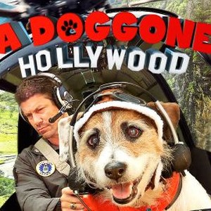 A Doggone Hollywood photo 10
