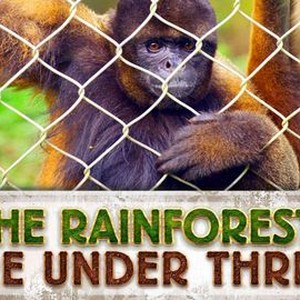 The Rainforests Are Under Threat photo 9