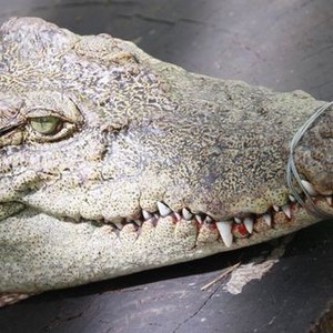 which is more expensive crocodile or alligator
