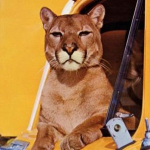 Charlie, the Lonesome Cougar (1967)