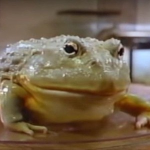 Frog (1987) photo 4