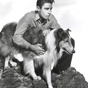 Courage of Lassie - Rotten Tomatoes