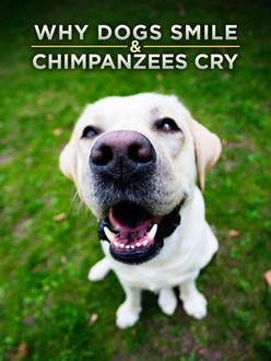 その他 Why Dogs Smile and Chimpanzees Cry [DVD] Why Dogs Smile & Chimpanzees Cry | Rotten Tomatoes
