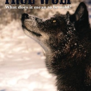 True Wolf photo 13