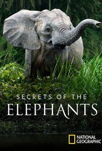 Secrets of the Elephants | Rotten Tomatoes