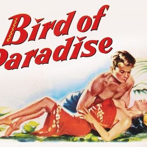 Bird of Paradise photo 5