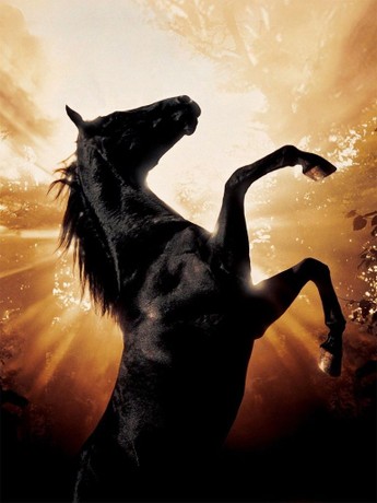 タ*シ様 DeliciousTaylormade The BlackBeauty 61pY4djE3JL._UF350,350_QL50_.jpg
