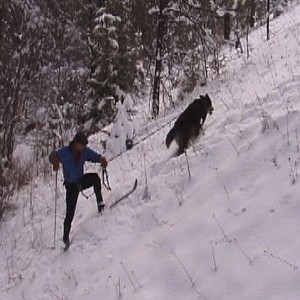 True Wolf photo 7