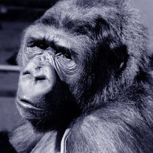 Koko: A Talking Gorilla (1978) photo 7