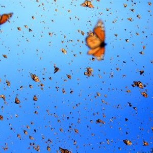 Flight of the Butterflies photo 11