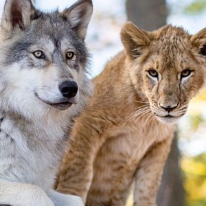 lion vs wolves