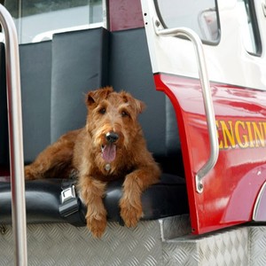 Firehouse store dog 2007