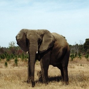 One Lucky Elephant photo 15