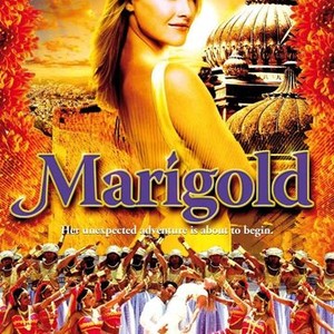 Marigold photo 3