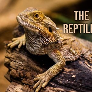 The Reptiles - Rotten Tomatoes