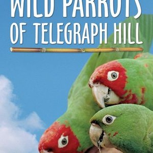The Wild Parrots of Telegraph Hill photo 13