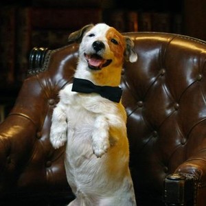 Millionaire Dog (2014) photo 5