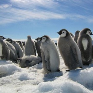 March of the Penguins photo 9