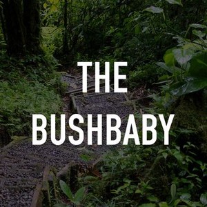 The Bushbaby photo 2