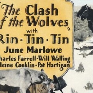 Clash of the Wolves photo 4