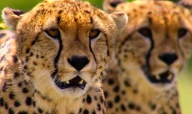 Our Planet: Season 1 Sneak Peek - Cheetah Hunt photo 2